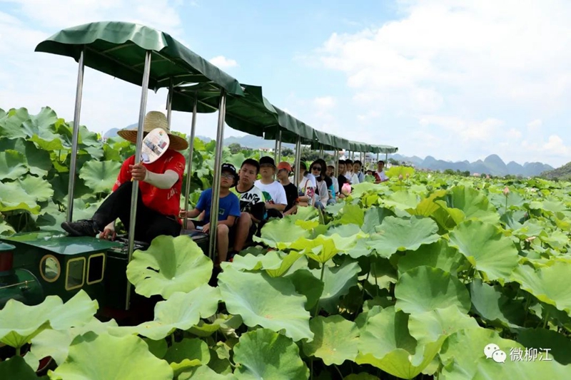 央视新闻直播(44分钟）：好运“莲莲”！来玉藕之乡，看万亩花开！